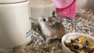 水を飲むハムスター