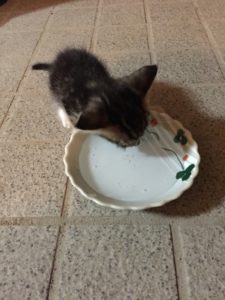 水を飲む猫