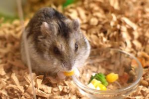 http://pet.atccre.com/wp-content/uploads/2020/05/エサを食べるハムスター.jpg