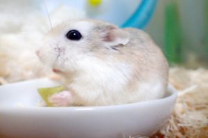 エサを食べるロボロフスキー