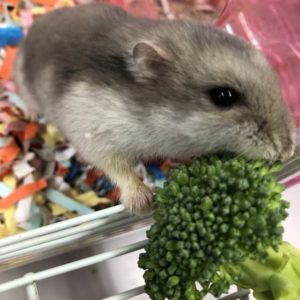 ブロッコリーを食べるハムスター