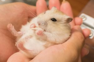 ラッコ食いのハムスター