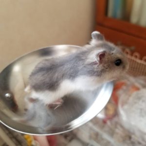容器の上にいるハムスター