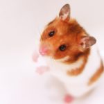 ゴールデンハムスターの写真