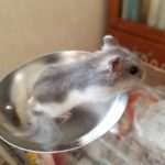 容器の上にいるハムスター